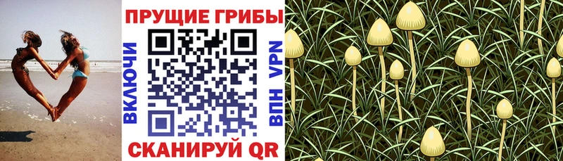 Галлюциногенные грибы GOLDEN TEACHER  Минеральные Воды 